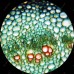 AmScope LED Mikroskop Trinokuler 2500x 