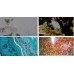 Mikroskop Digital Biologi 16MP HDMI 1080p